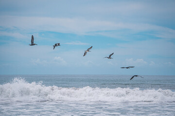 Fototapeta na wymiar Pelicans fly over the waves