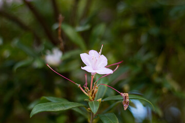 Obraz premium pink rose flower