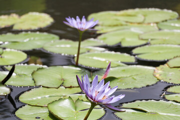 Lotus Flower at Mauritius Island