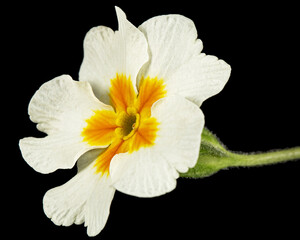 Fototapeta na wymiar White flower of primrose, isolated on black background