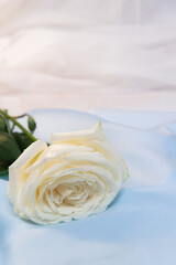 white rose on a blue background close up