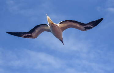 Seabird Masked, Blue-faced Booby (Sula dactylatra) flying over the ocean on the blue sky background. Seabird is hunting for flying fish jumping out of the water.