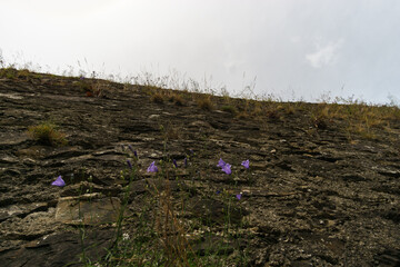 Looking up a old medieval wall of a castle ruin with purple flower growing