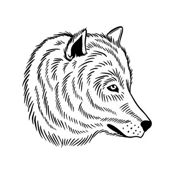 A wolf or dog. Vector illustration for postcard or poster, print for clothes.