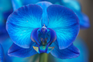 detail of blue orchid flower in bright light
