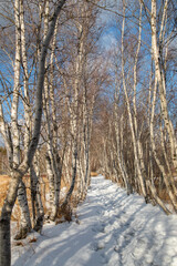 Birch Forest in winter in Acadia National Park