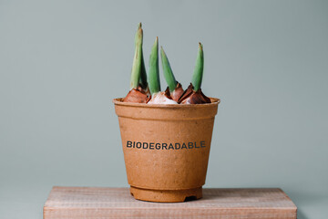 tulip bulbs in a biodegradable container. Green plants in fiber pot. Ecologic biodegradable material concept. gardening without plastic