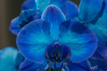 detail of blue orchid flower in bright light