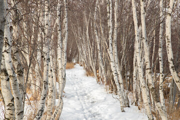 Fototapeta premium Birch Forest in winter in Acadia National Park