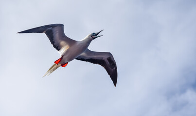 Seabird Masked, Blue-faced Booby (Sula dactylatra) flying over the ocean on the blue sky background. Seabird is hunting for flying fish jumping out of the water.