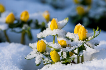 Winter Aconites in snow, in a garden in the United Kingdom