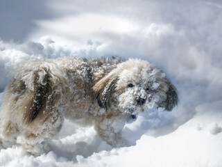 Dog covered in snow