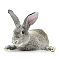 rabbit isolated on white background