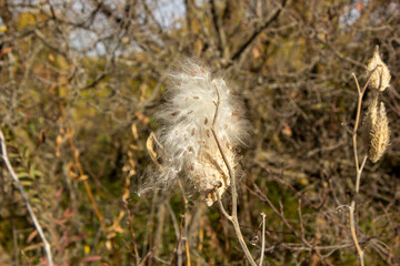 Milkweed in Nebraska
