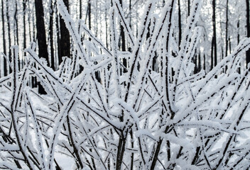 snow covered branches