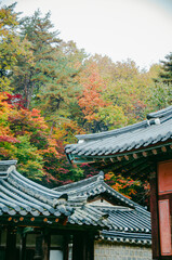 한국 서원 도산서원 가을