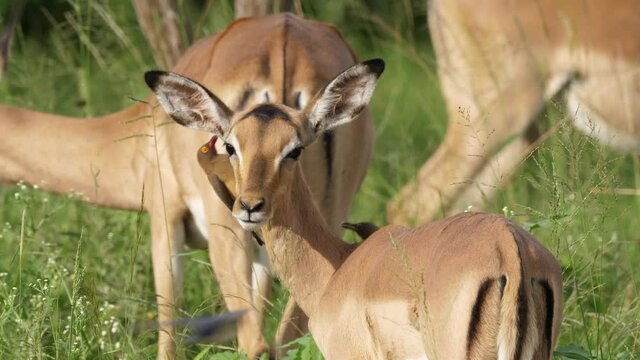 Red-Billed Oxpecker birds eating inside ear of female impala