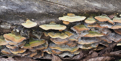 Polypores bracket fungi