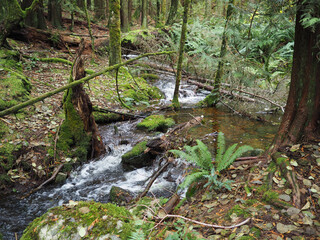 A stream flows through a moss covered forest