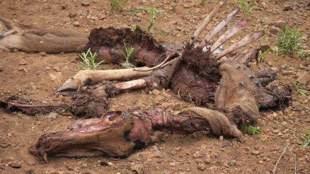Medium shot: Flies and ants finish off carcass of impala prey