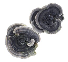 Polypores bracket fungi