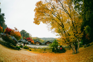 Obraz premium 한국 서원 도산서원 가을