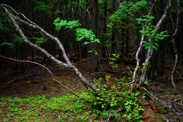 A forest scene in Montana