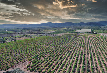 Vines and grapevines seen from the air at sunset (Drone flight