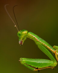 Mantis
