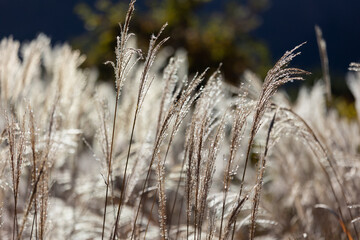 Fototapeta premium ススキ