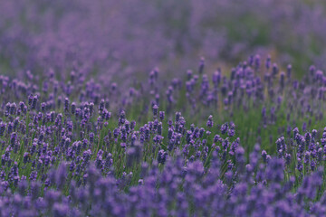 lavender field 