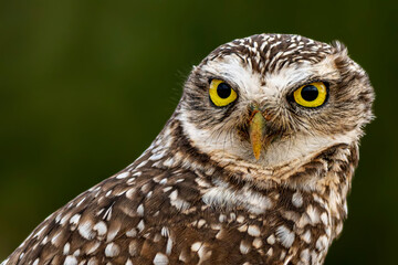 Burrowing owl