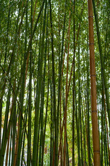 Green bamboo forest in Japan.