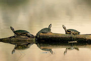 turtles on the river