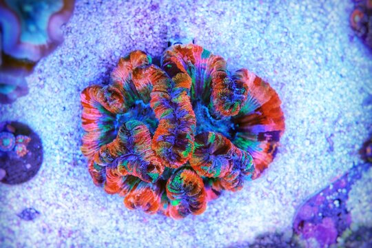Rainbow coloration open brain LPS coral - Wellsophyllia radiata