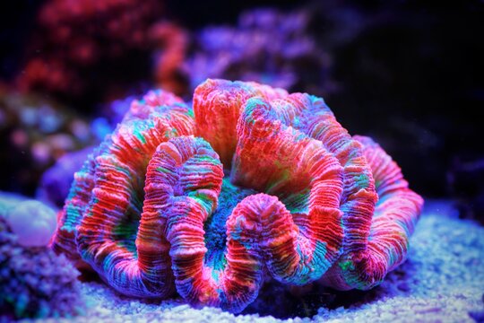 Rainbow coloration open brain LPS coral - Wellsophyllia radiata