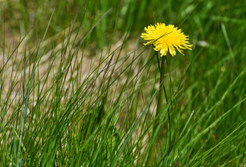 Yellow Dandelion in Grass with Negative Space