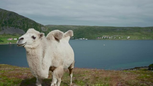 White Camel Walks On Mountain Hill With Calm Lake In Background In Norway. close up