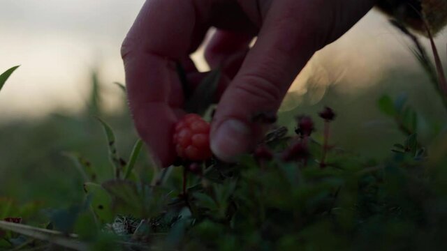 Hand Picking Ripe Cloudberry On Field With Bokeh Background In Norway. - close up