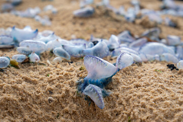 Blue bottles jelly fish washed up on an Australian beach on the sand after a storm