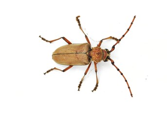 cockroach isolated on white