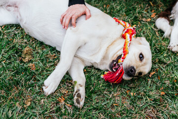 Yellow labrador dog playing with a toy