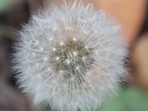 Pic Close up of a dandelion , Diente de leon macro