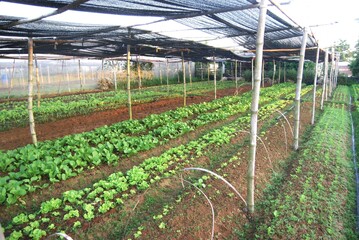 plants in a greenhouse