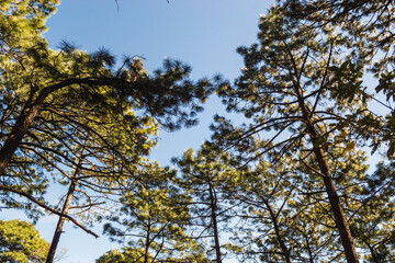 Tall trees seen from the ground