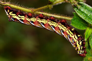 Caterpillar