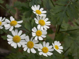 Hermosas flores silvestres,flores del bosque,Beautiful wild flowers, forest flowers