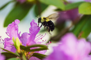 Rhododendron with bumblebee