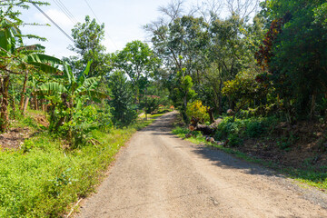 Fototapeta na wymiar Panama Caimito, dirt road in the jungle