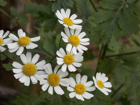 Hermosas flores silvestres,flores del bosque,Beautiful wild flowers, forest flowers
